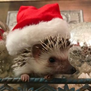Meet your Posher, Sadey
